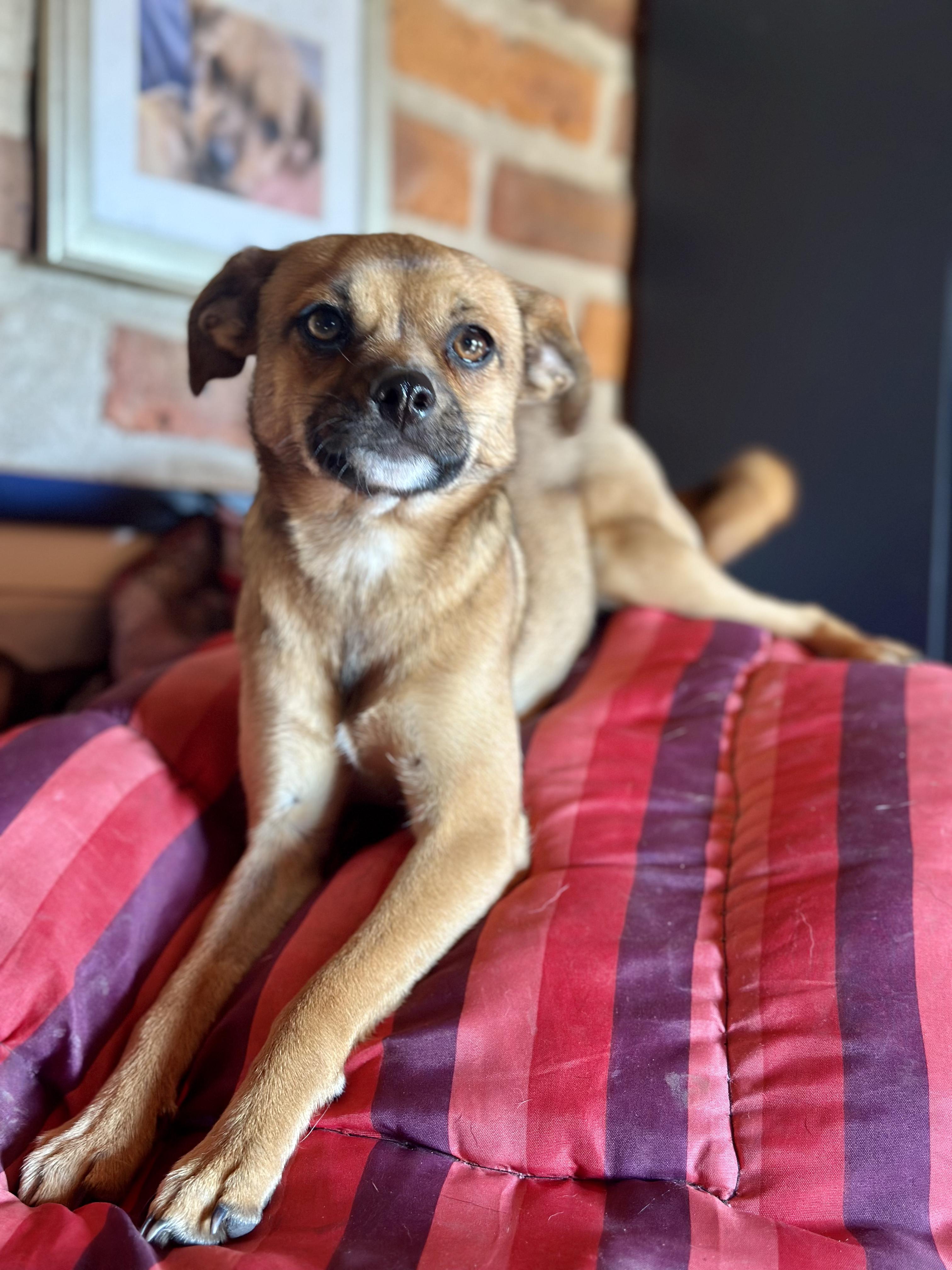 Rémy, Adoptable, Young Female Chihuahua & Pug.