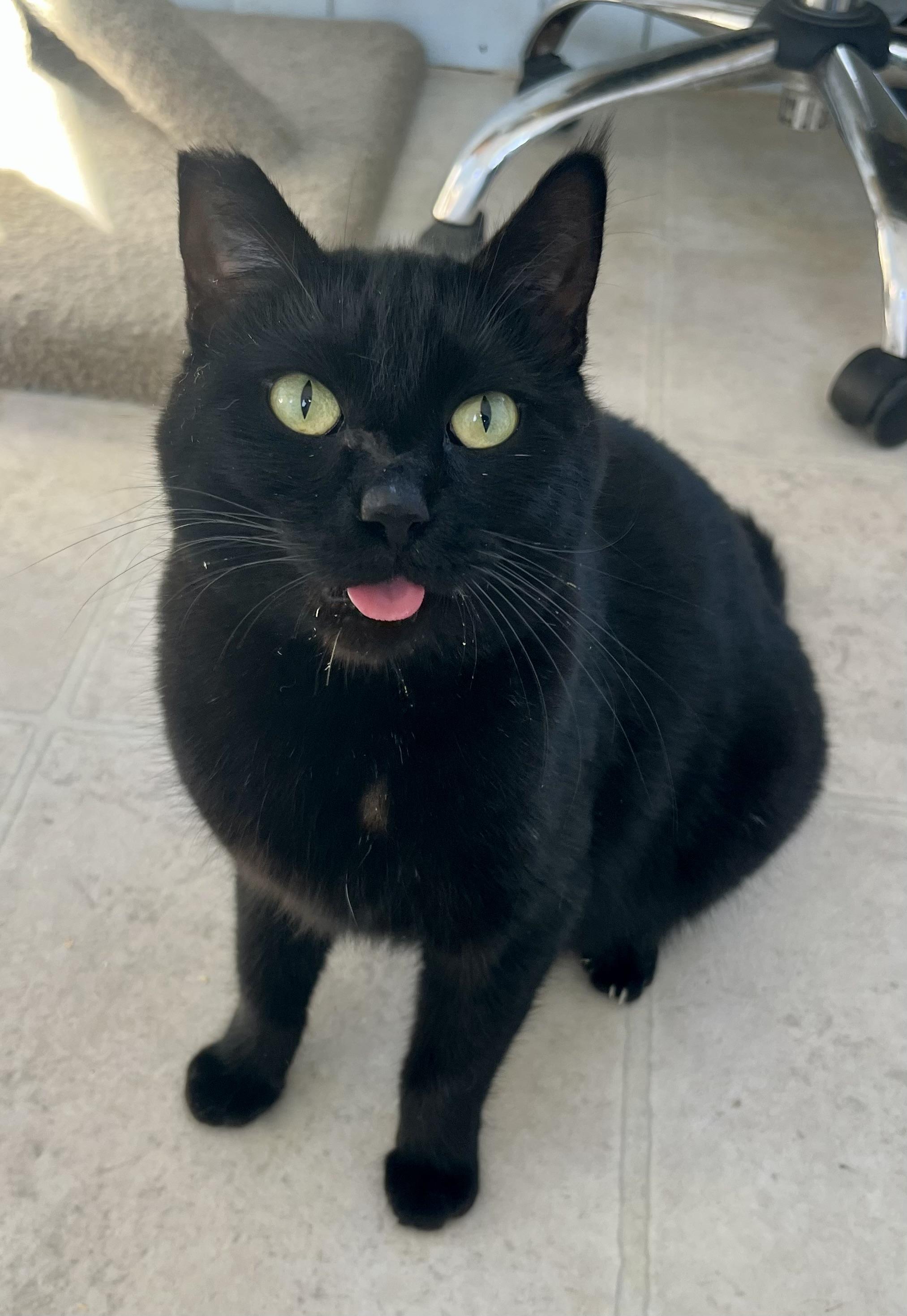 Enlarge Onyx, a ADOPTABLE Domestic Short Hair in Lancaster, CA image 3/6