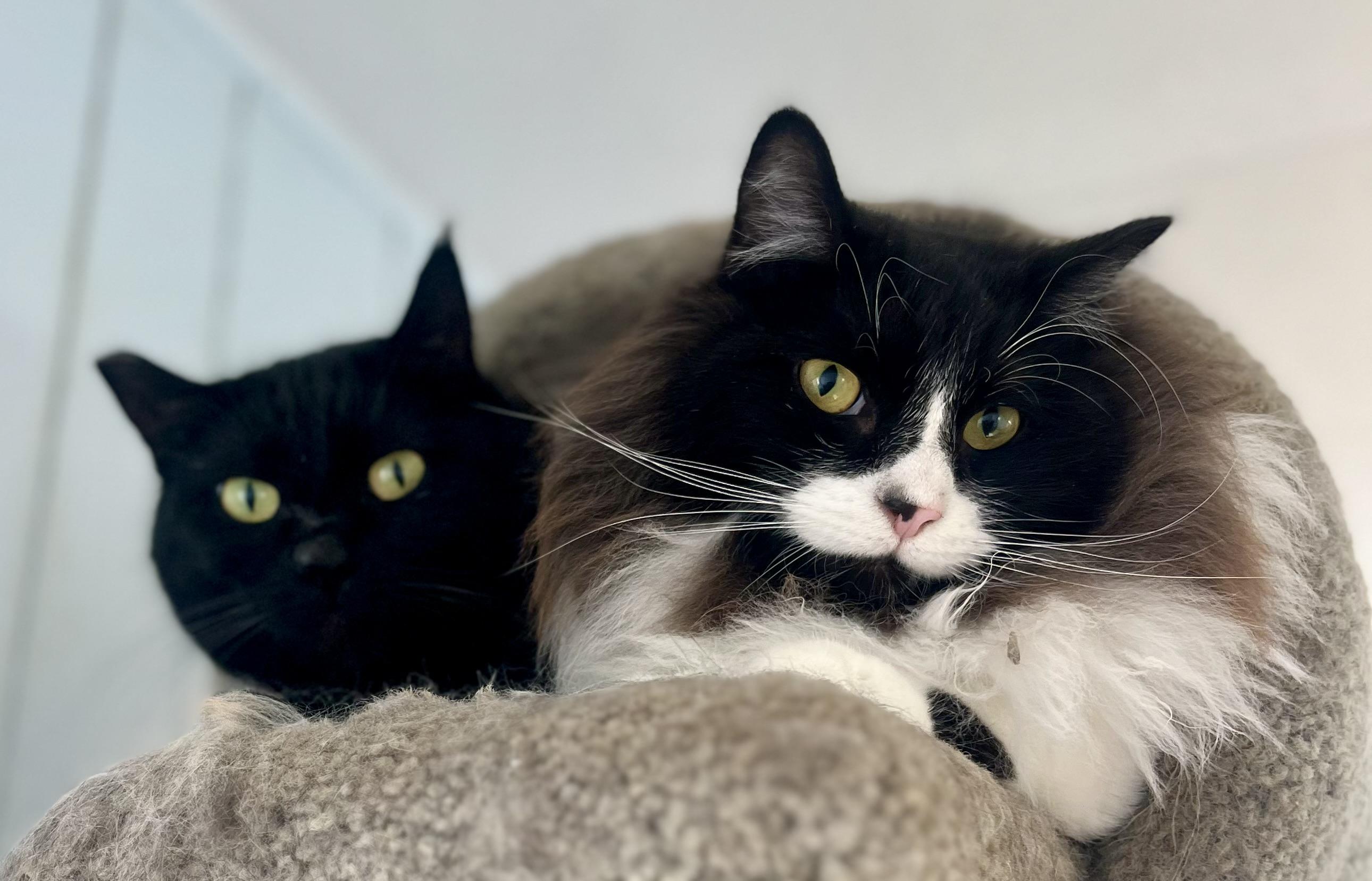 Enlarge Onyx, a ADOPTABLE Domestic Short Hair in Lancaster, CA image 2/6