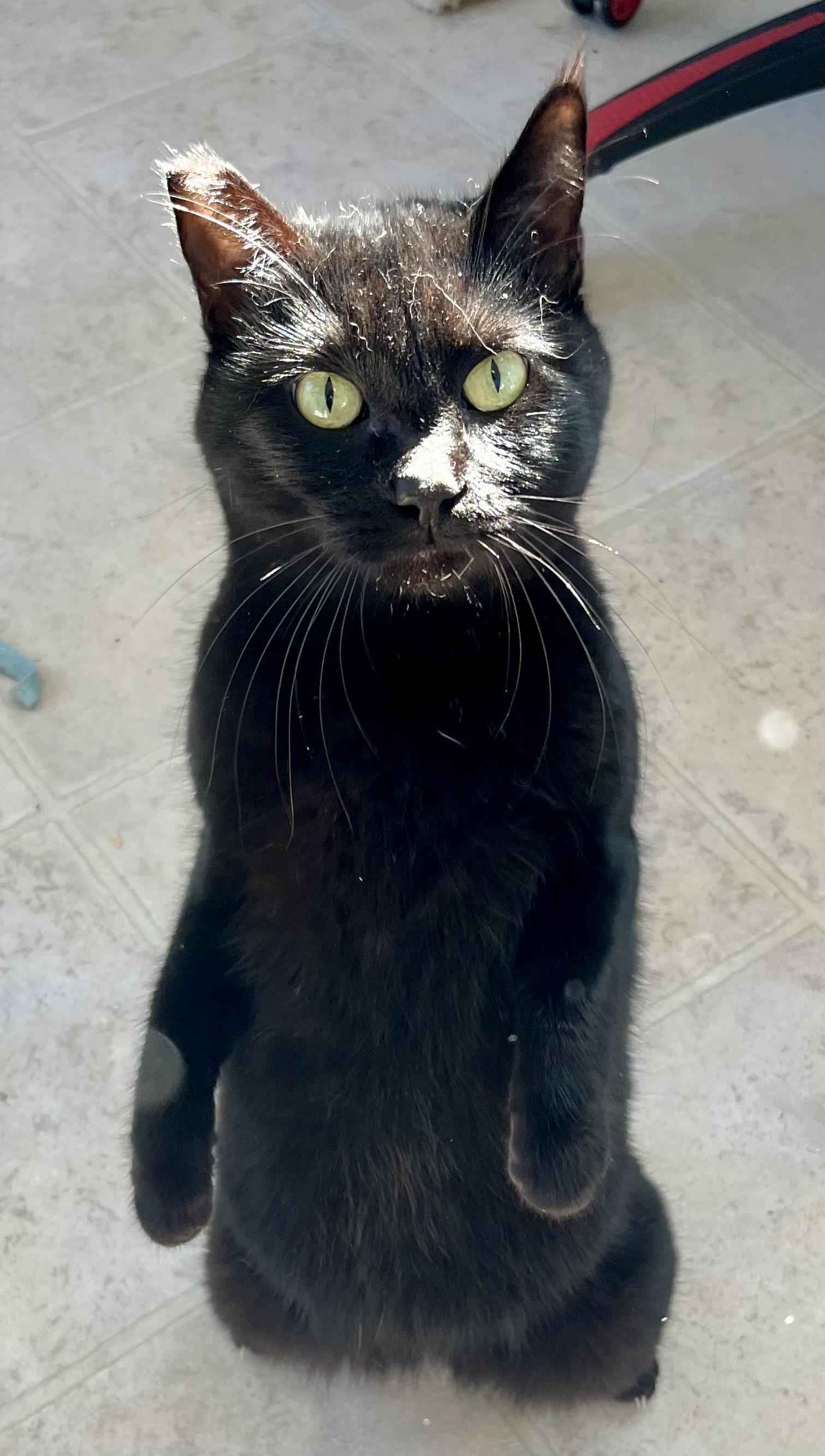 Enlarge Onyx, a ADOPTABLE Domestic Short Hair in Lancaster, CA image 5/6