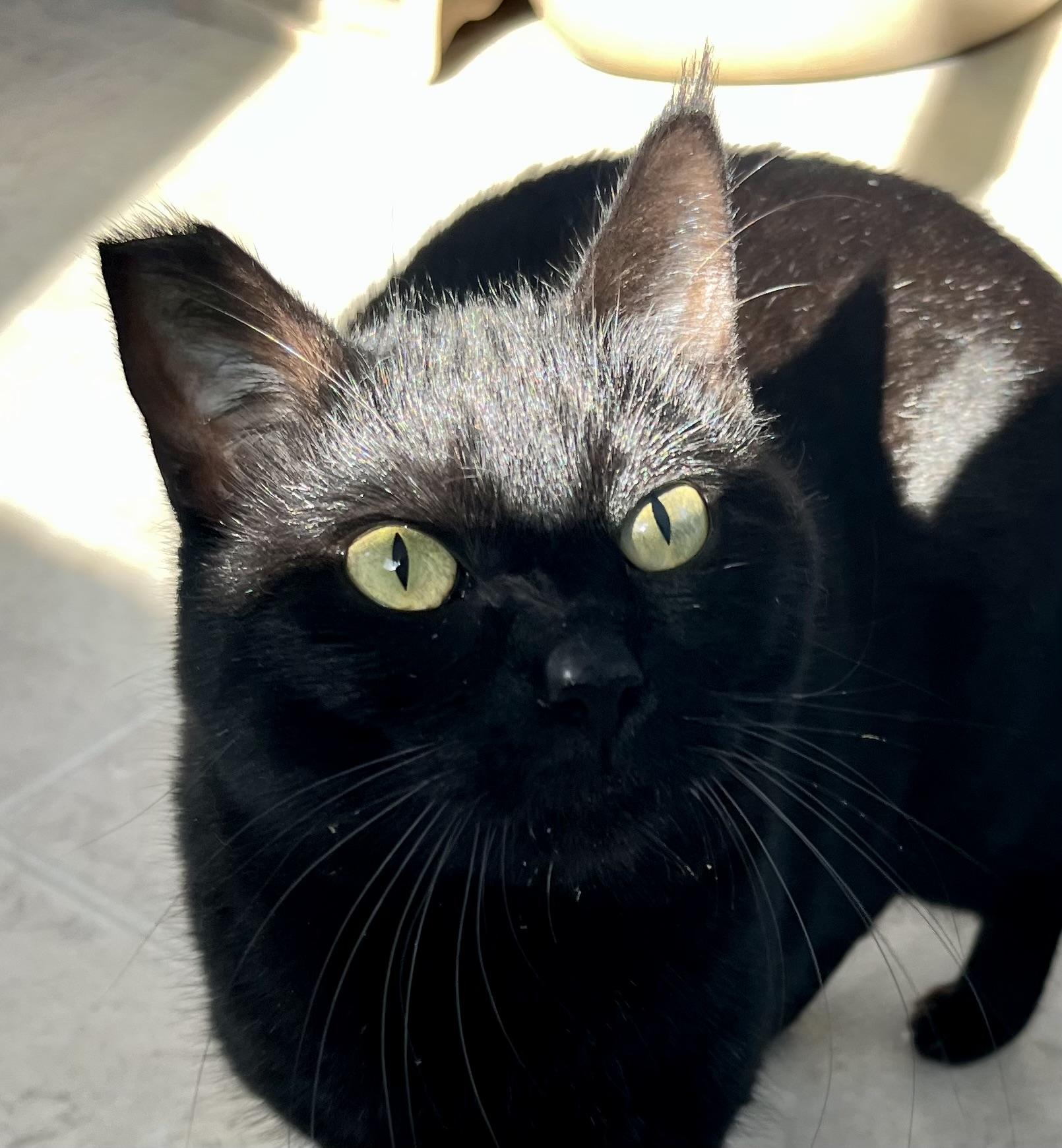 Enlarge Onyx, a ADOPTABLE Domestic Short Hair in Lancaster, CA image 4/6