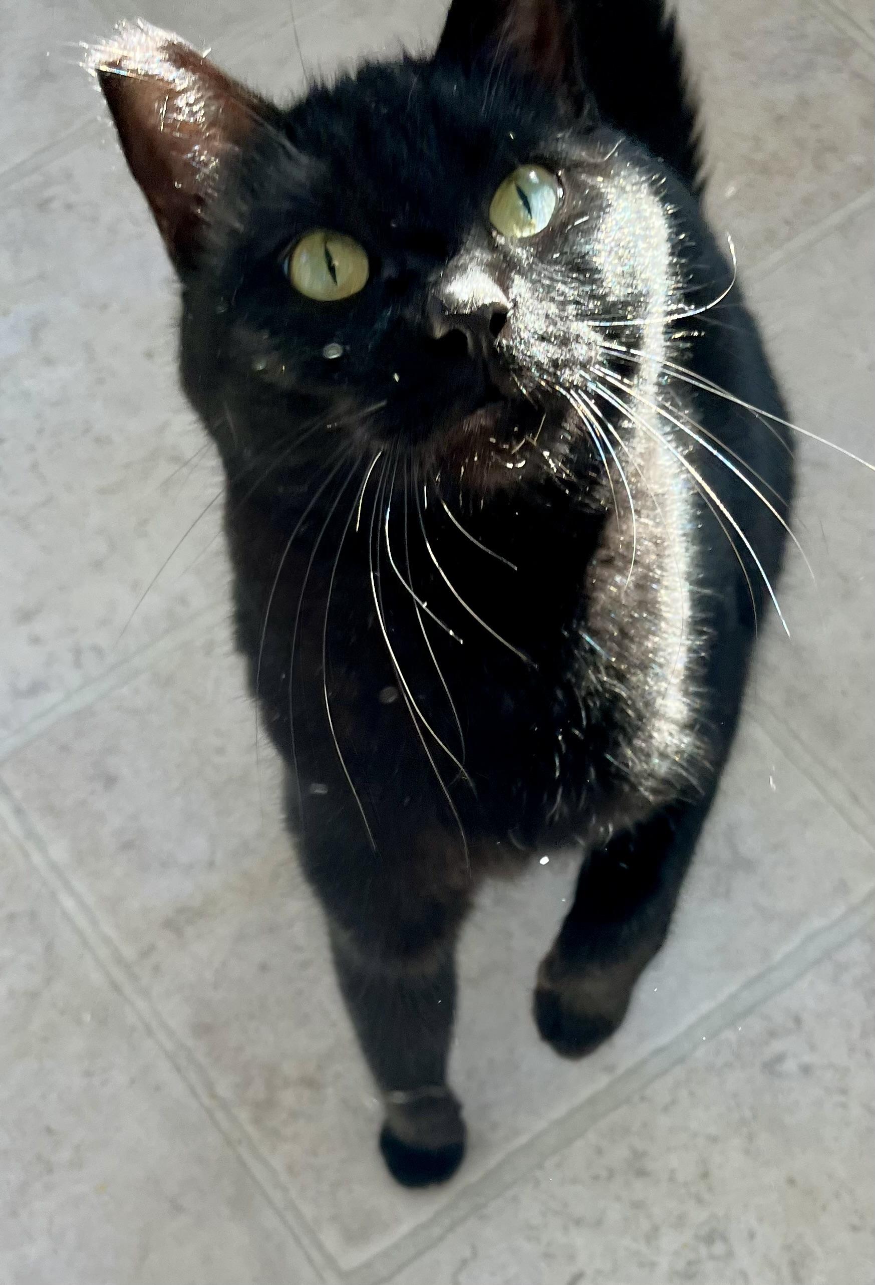 Enlarge Onyx, a ADOPTABLE Domestic Short Hair in Lancaster, CA image 6/6