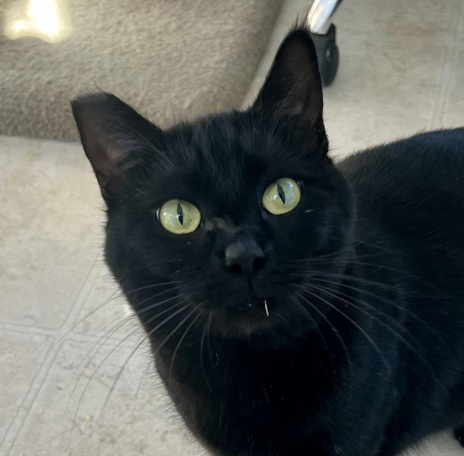 Enlarge Onyx, a ADOPTABLE Domestic Short Hair in Lancaster, CA image 1/6