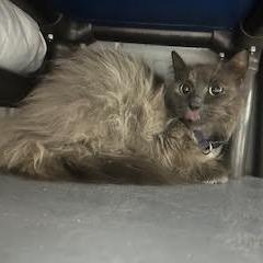 Shadow, Adoptable, Adult Male Domestic Long Hair.