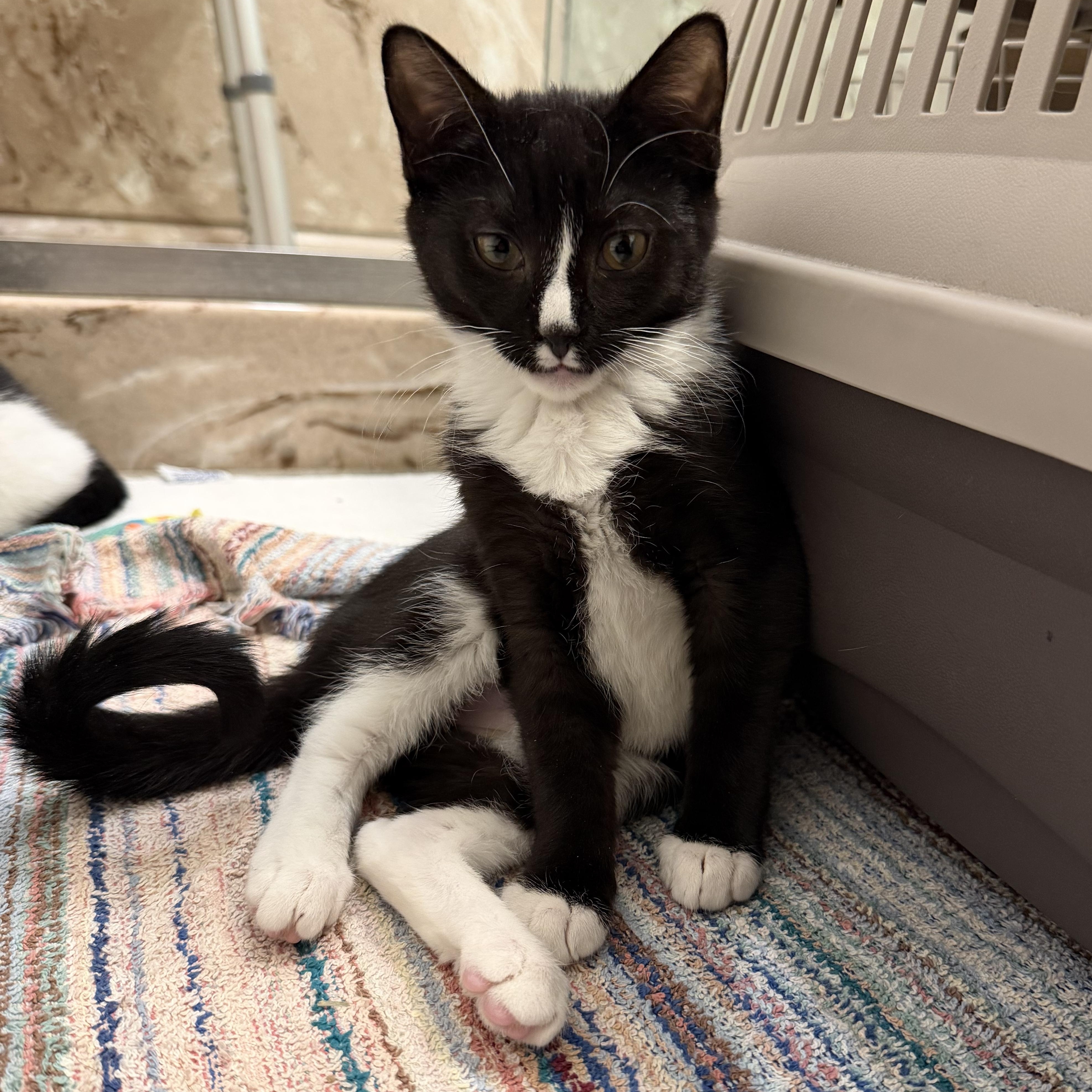 Qookie, Adoptable, Young Female Domestic Short Hair.