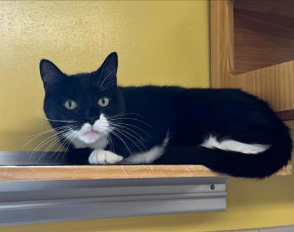 Bodi, Adoptable, Senior Male Domestic Short Hair & Domestic Short Hair.