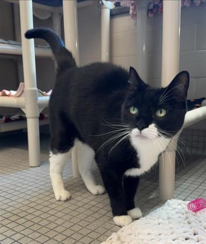 Enlarge Bodi, a Adoptable mixed breed in Bellevue, WA image 2/2