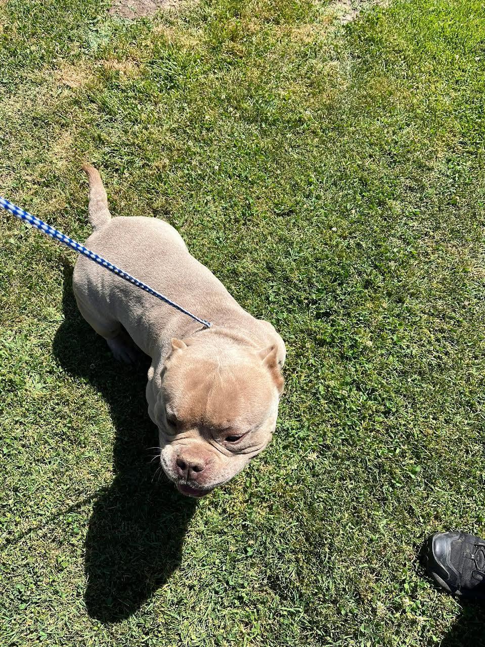 Rocco, adopted, Adult Male American Bulldog.