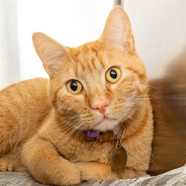 Enlarge TIGER, a Adoptable Domestic Short Hair in Saint Louis, MO image 1/1