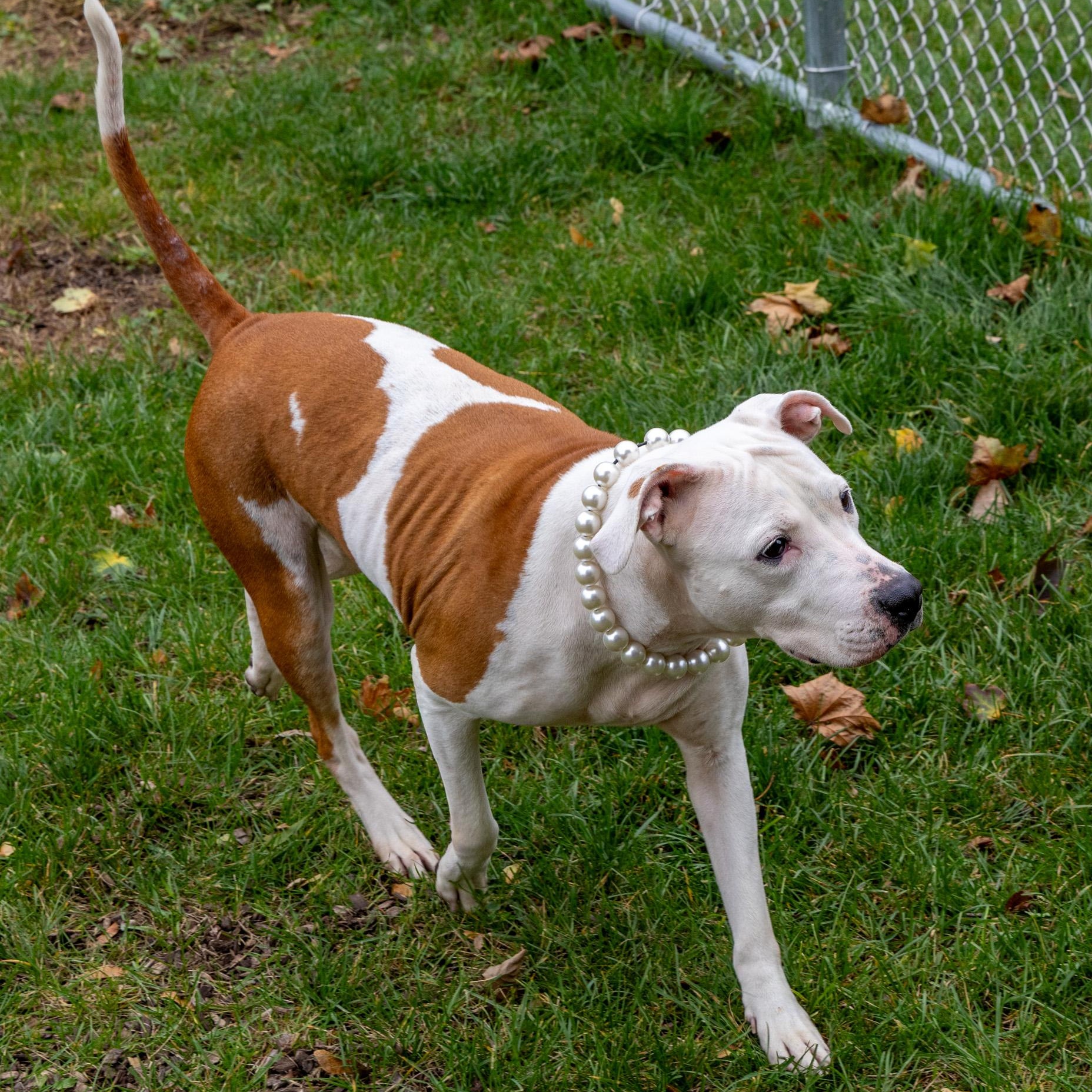 Enlarge Celeste, a Adoptable mixed breed in Mount Pleasant, MI image 2/6