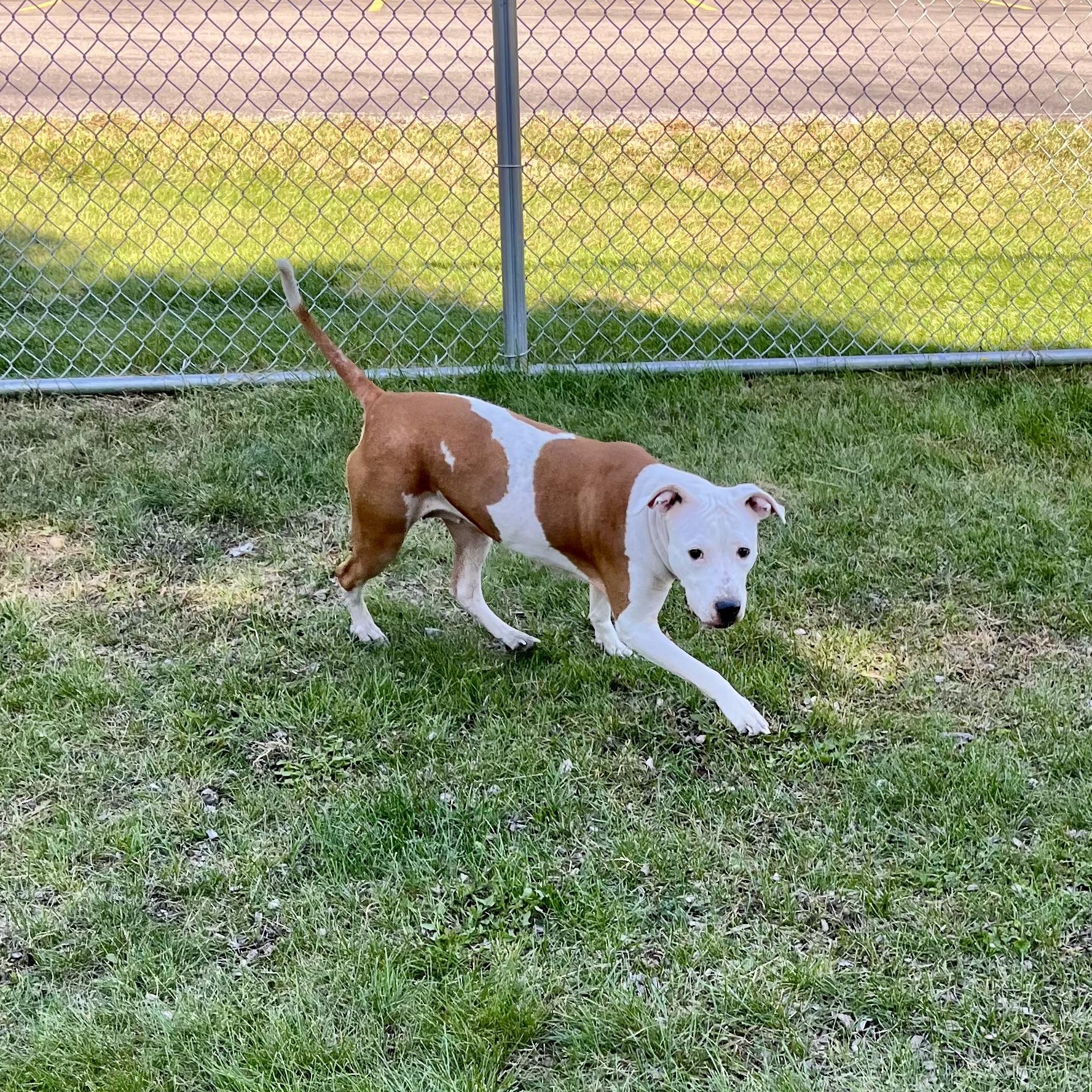 Enlarge Celeste, a Adoptable mixed breed in Mount Pleasant, MI image 5/6