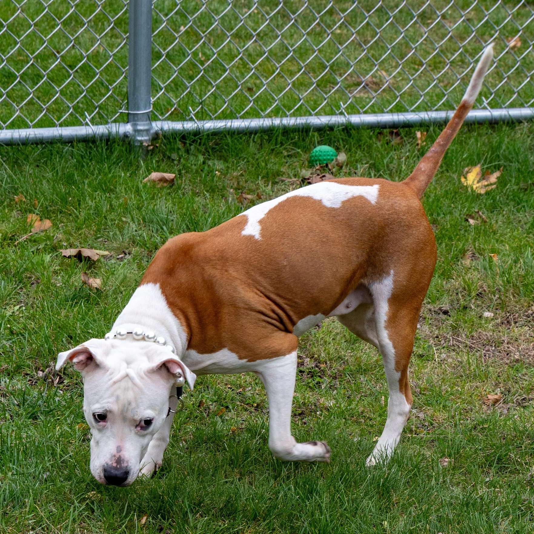 Enlarge Celeste, a Adoptable mixed breed in Mount Pleasant, MI image 3/6