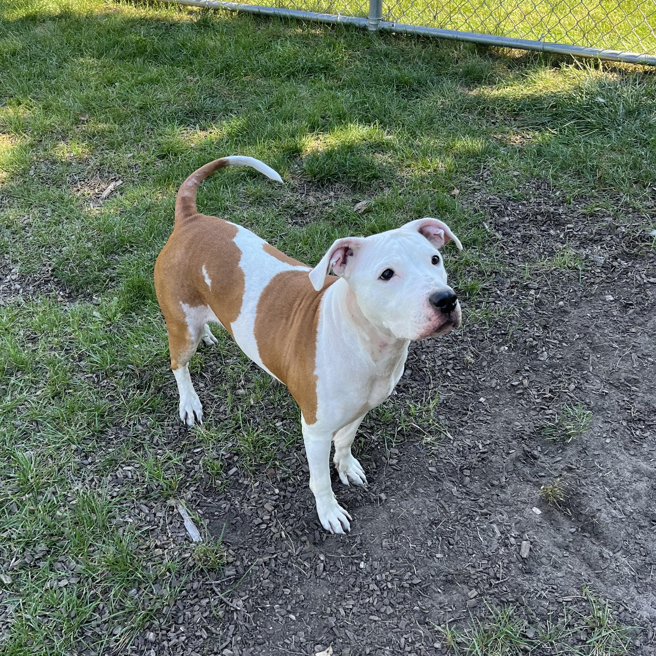 Enlarge Celeste, a Adoptable mixed breed in Mount Pleasant, MI image 6/6