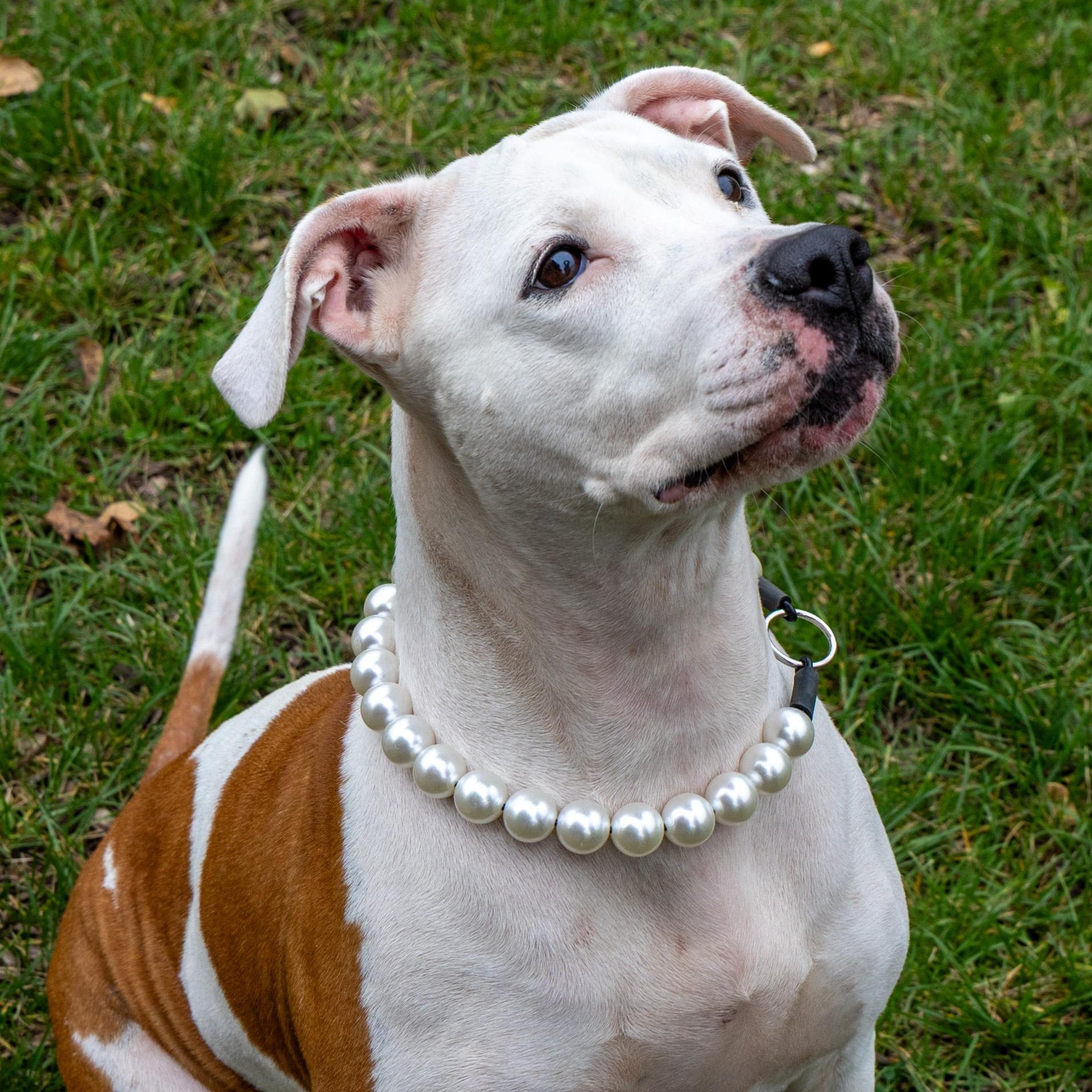 Celeste, Adoptable, Adult Female American Bulldog.