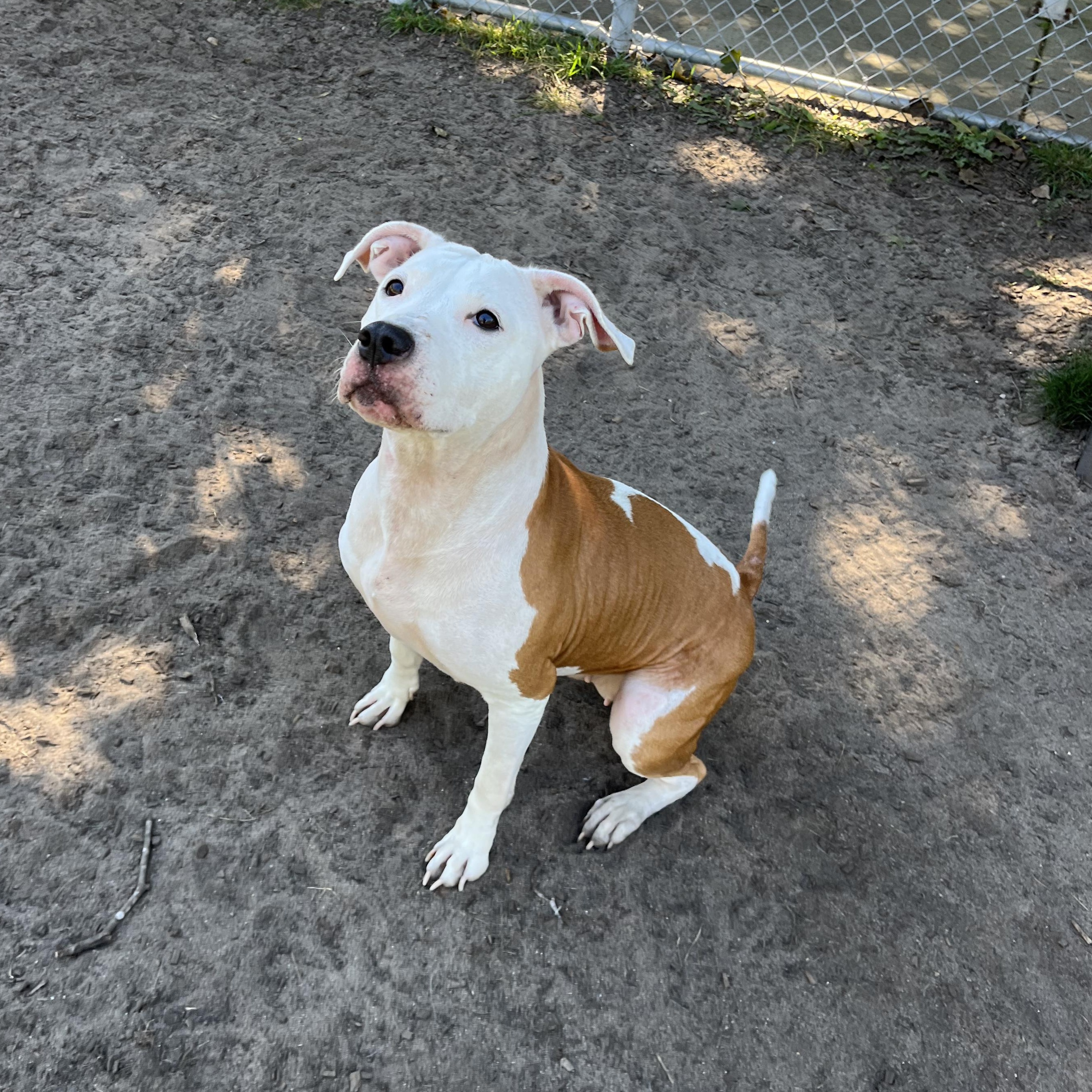 Enlarge Celeste, a Adoptable mixed breed in Mount Pleasant, MI image 4/6