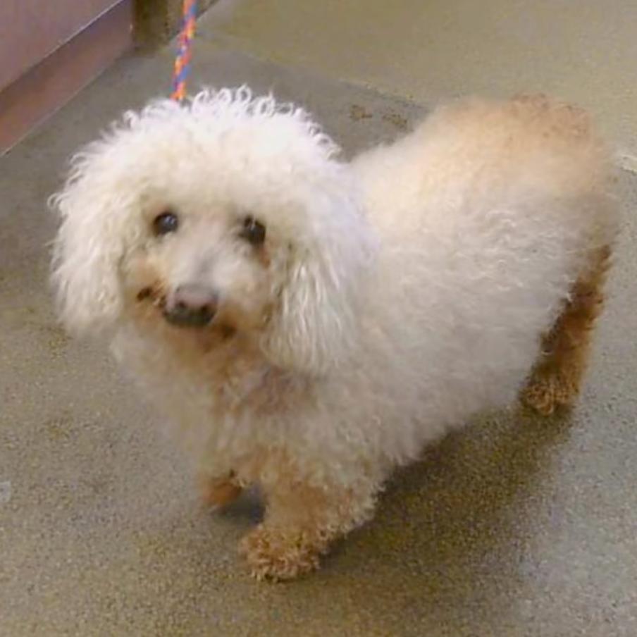 Mimi, a Adoptable Poodle in Corpus Christi, TX image 3/6