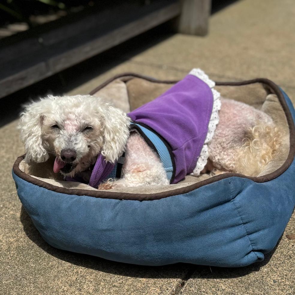 Mimi, a Adoptable Poodle in Corpus Christi, TX image 4/6