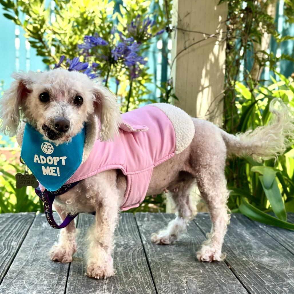 Mimi, a Adoptable Poodle in Corpus Christi, TX image 5/6