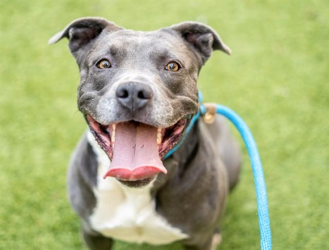 ROXIE, Adoptable, Young Female Pit Bull Terrier & Mixed Breed.