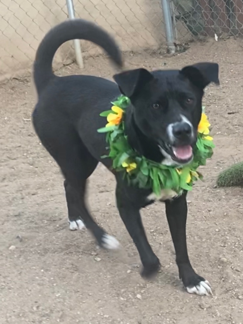 Adorable petite fun playful Beauty, Young Female Labrador Retriever