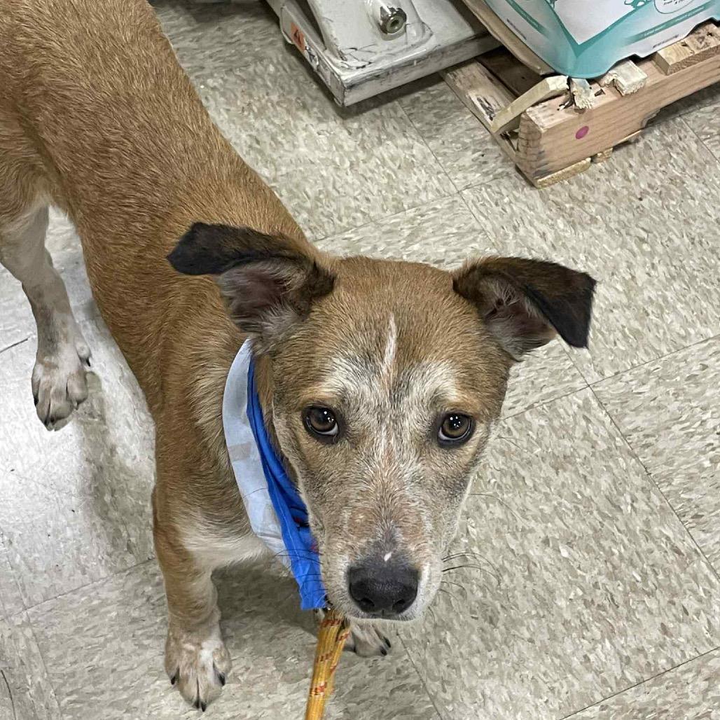 Clyde, Adoptable, Young Male Mixed Breed.