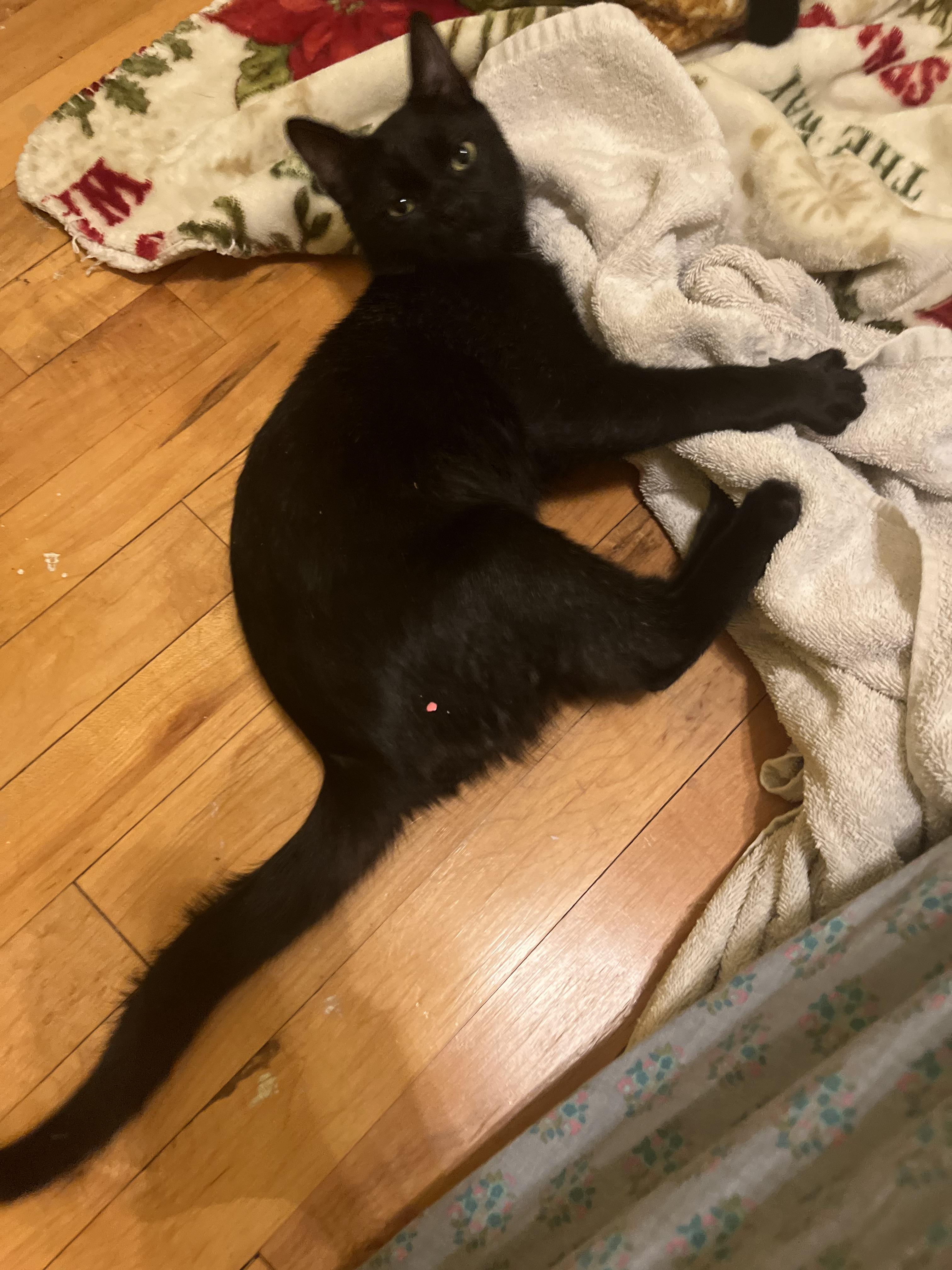 Darth Vader, Young Male Domestic Short Hair