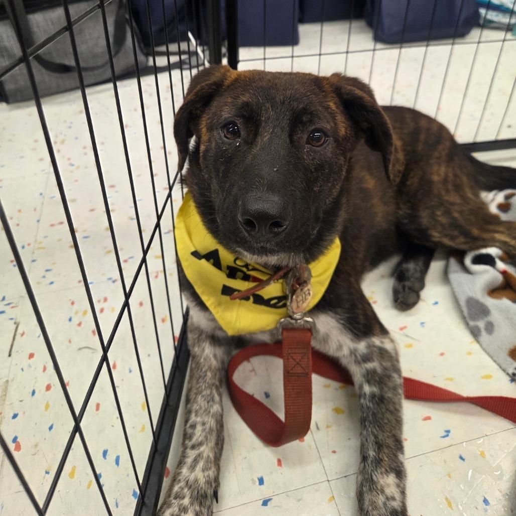 Squidward, ADOPTABLE, Adult Male Australian Shepherd.