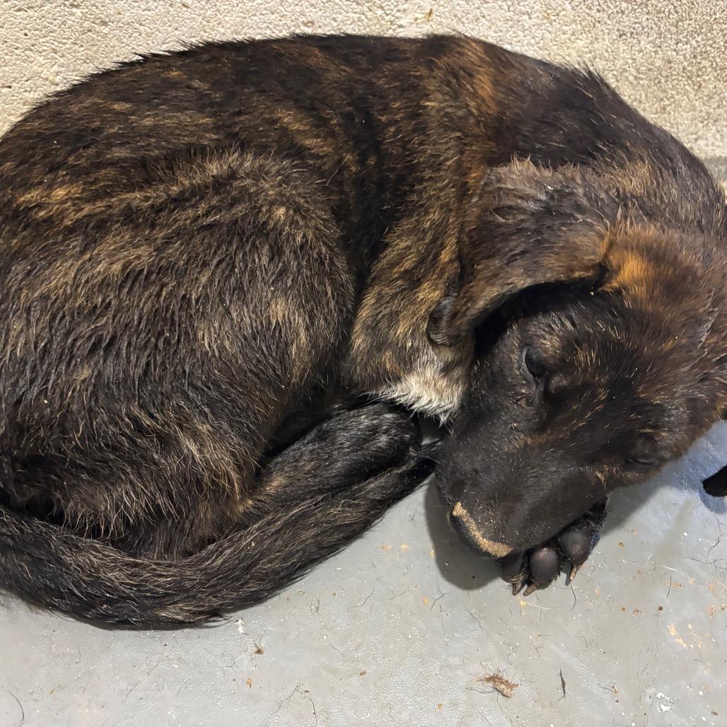 Squidward, ADOPTABLE, Adult Male Australian Shepherd.