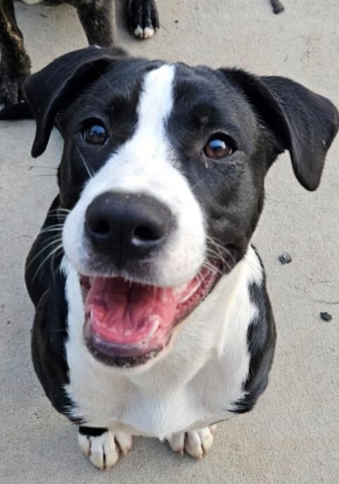 Princess Viola, Young Female Pit Bull Terrier