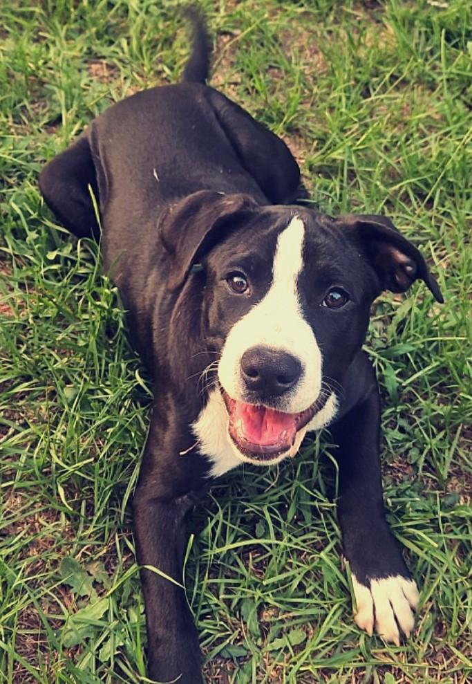 Enlarge Princess Viola, a Adoptable mixed breed in Huntington, NY image 2/2