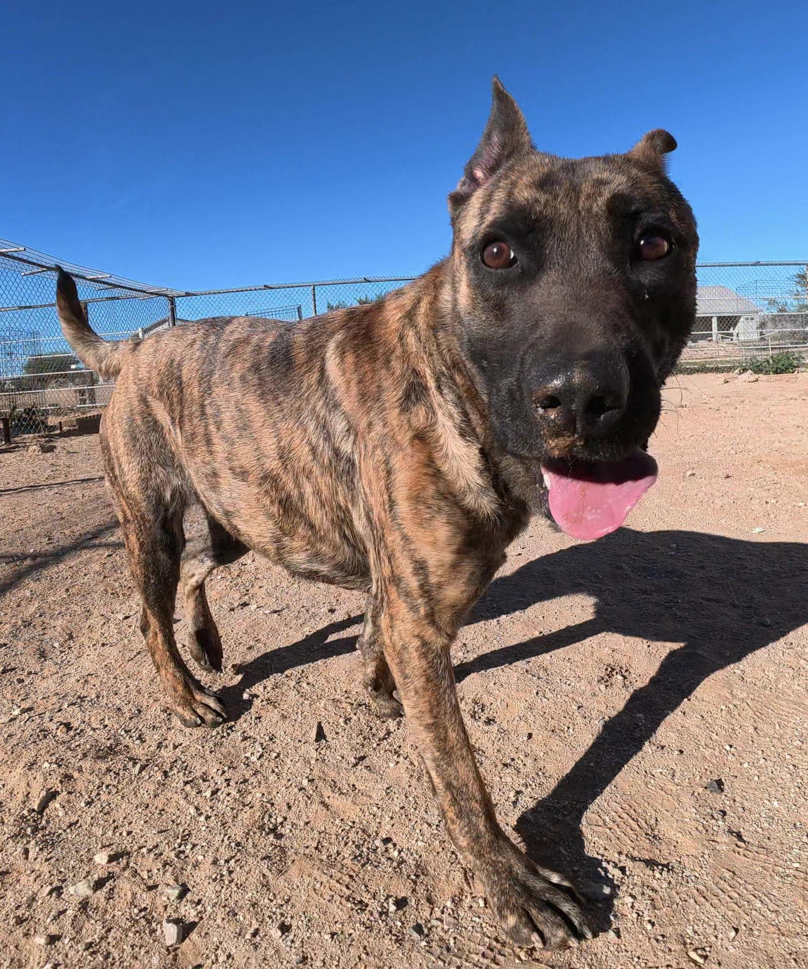 Sadie 2, Adopted, Adult Female Dutch Shepherd & Boxer.