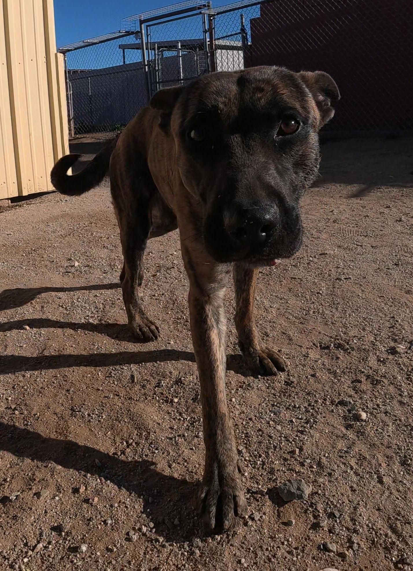 Enlarge Sadie 2, a Adopted mixed breed in Queen Creek, AZ image 2/3