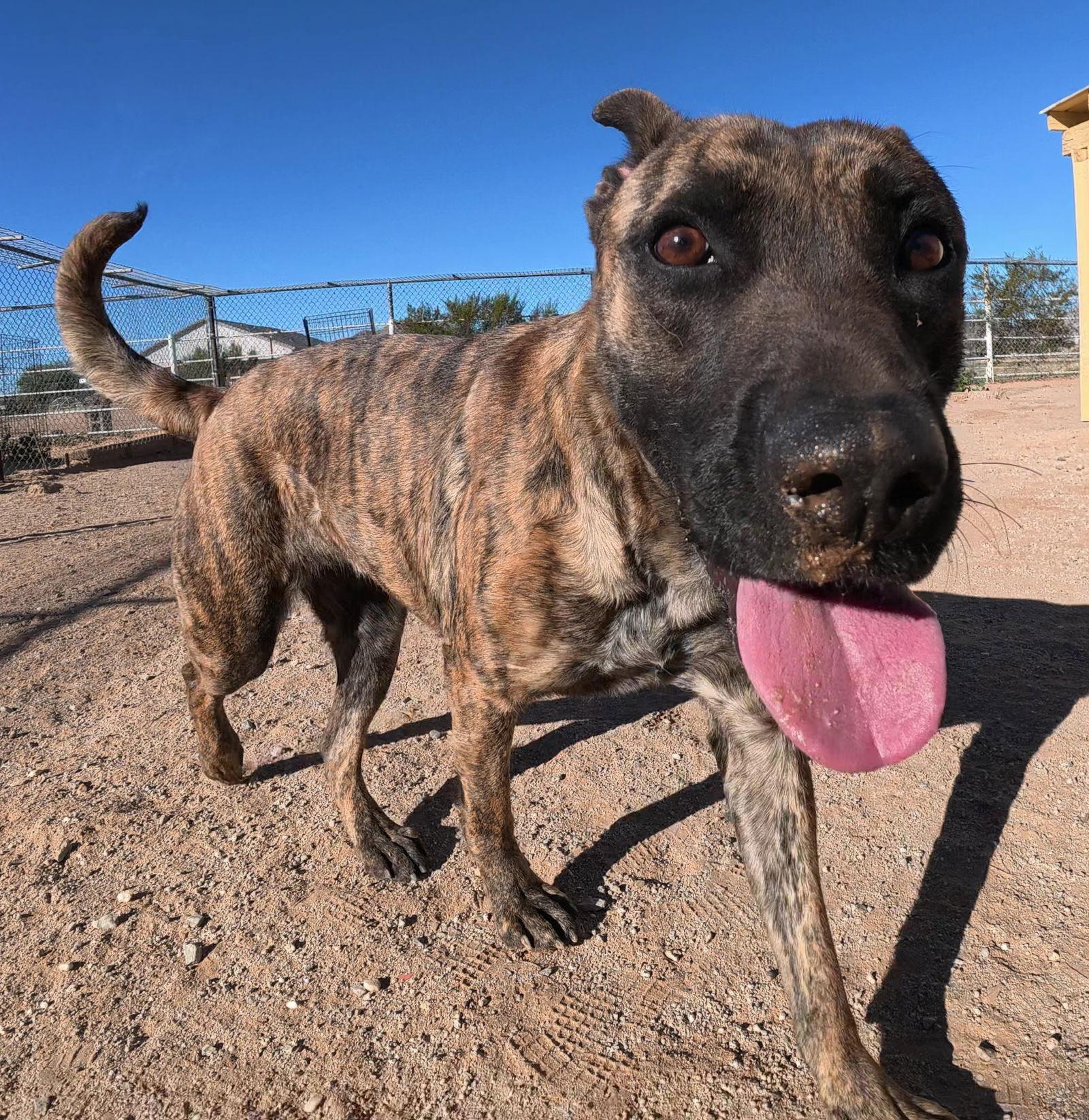 Enlarge Sadie 2, a Adopted mixed breed in Queen Creek, AZ image 3/3