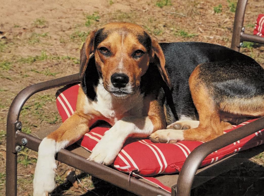 Enlarge Felix II, a Adopted Beagle in Tampa, FL image 1/1