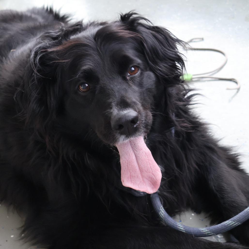 Layla, Adoptable, Adult Female Mixed Breed.