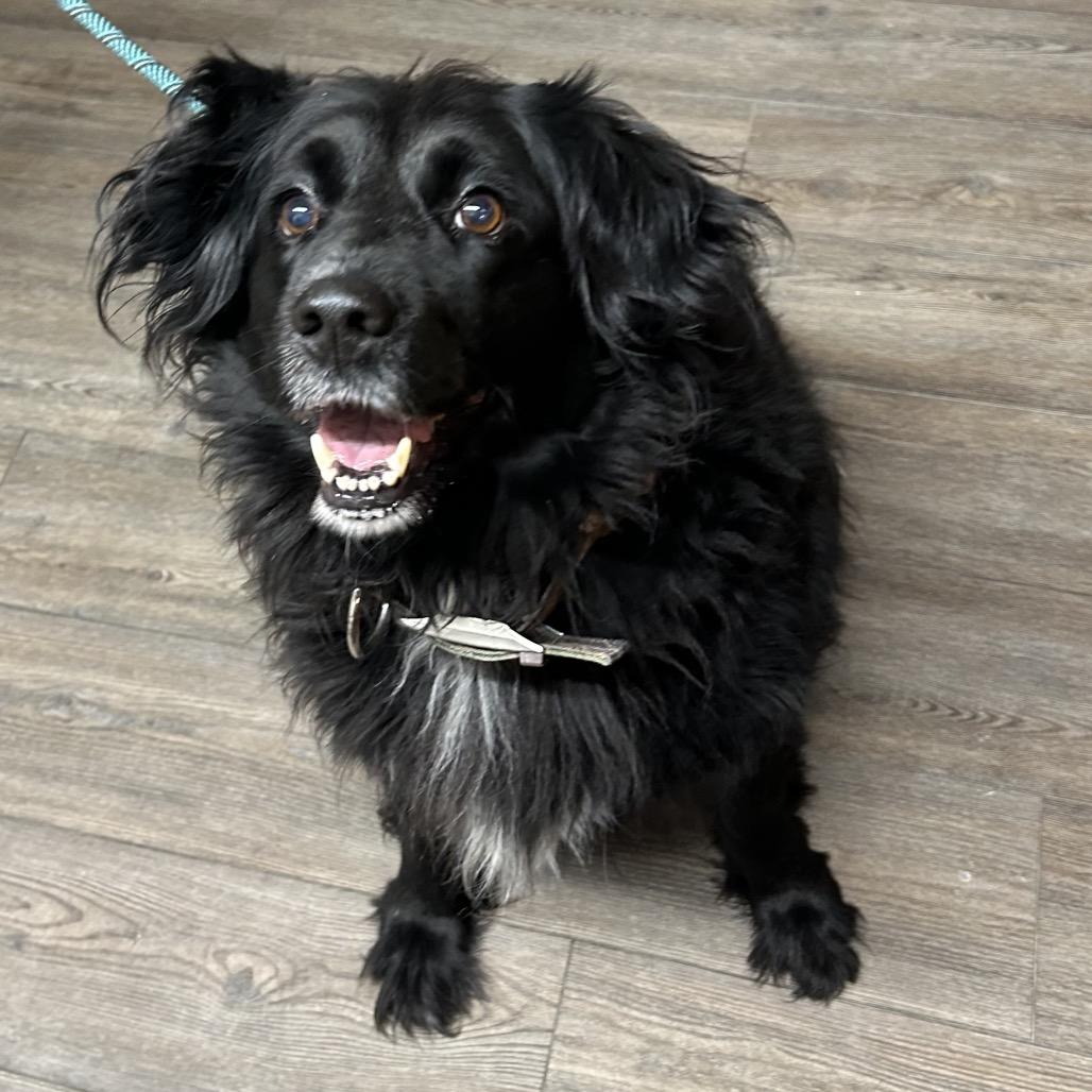 Enlarge Layla, a Adoptable Mixed Breed in Danville, KY image 1/1