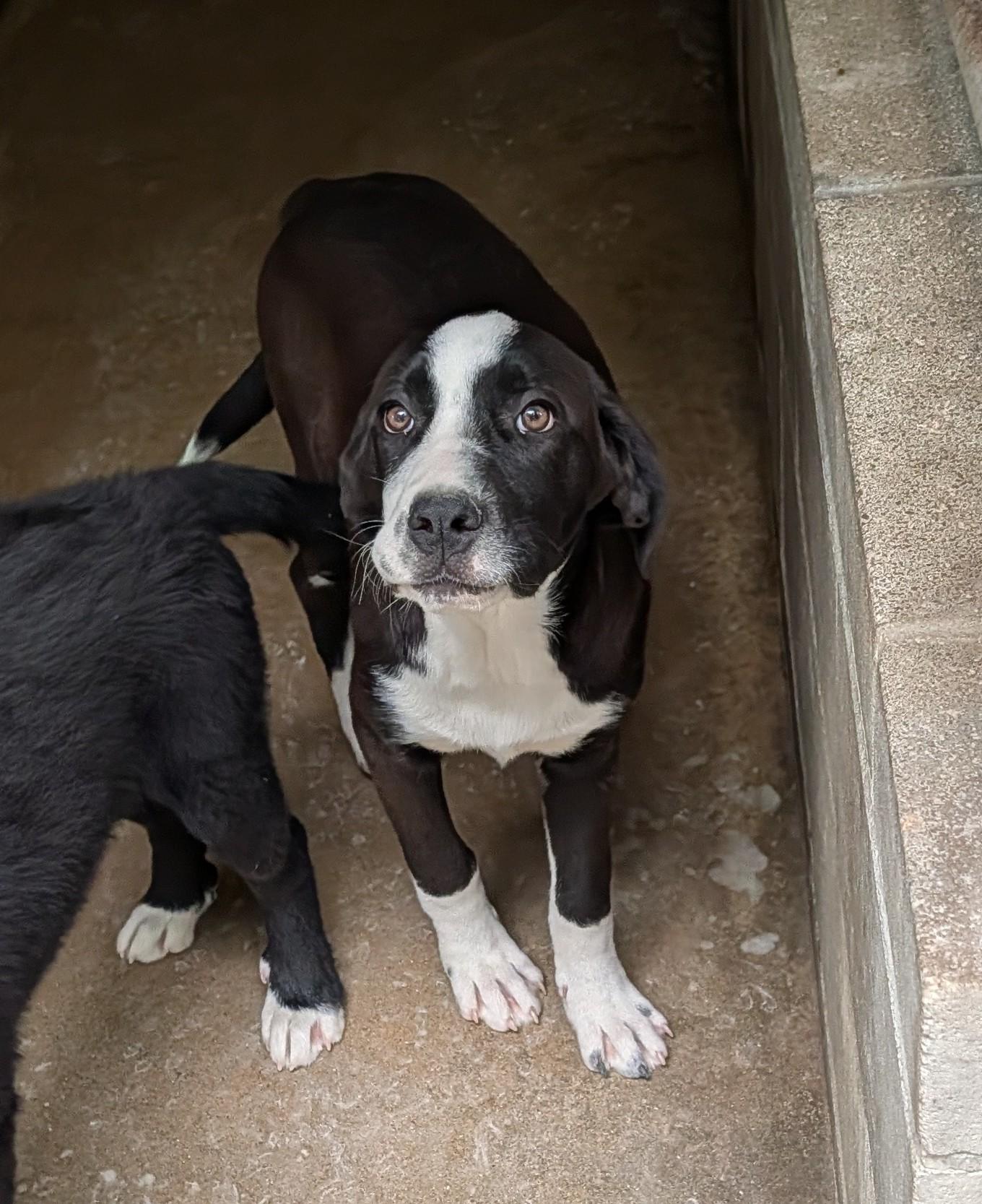 Enlarge Moonbeam, a Adopted mixed breed in Bella Vista, AR image 1/1