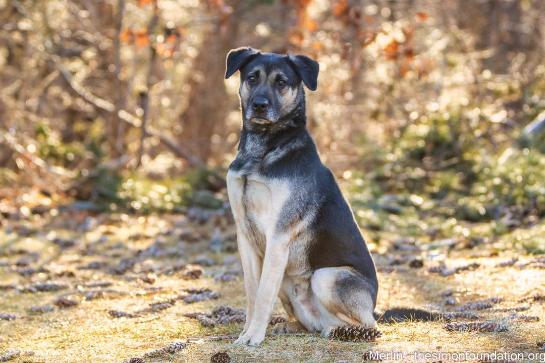 Merlin, Adoptable, Adult Male Shepherd.