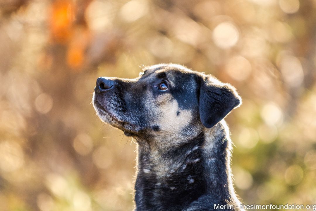 Merlin, a Adoptable mixed breed in Bloomfield, CT image 2/9