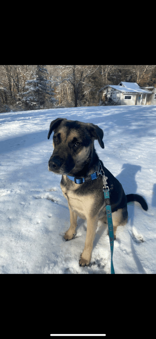 Merlin, a Adoptable mixed breed in Bloomfield, CT image 3/9
