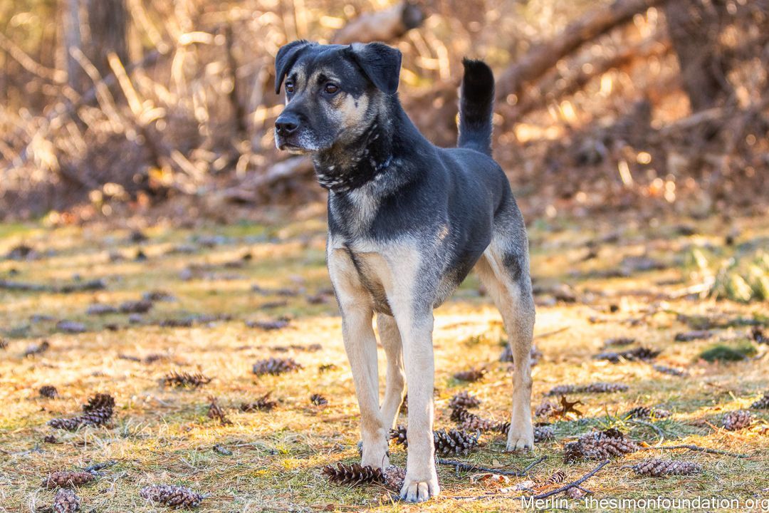 Merlin, a Adoptable mixed breed in Bloomfield, CT image 6/9