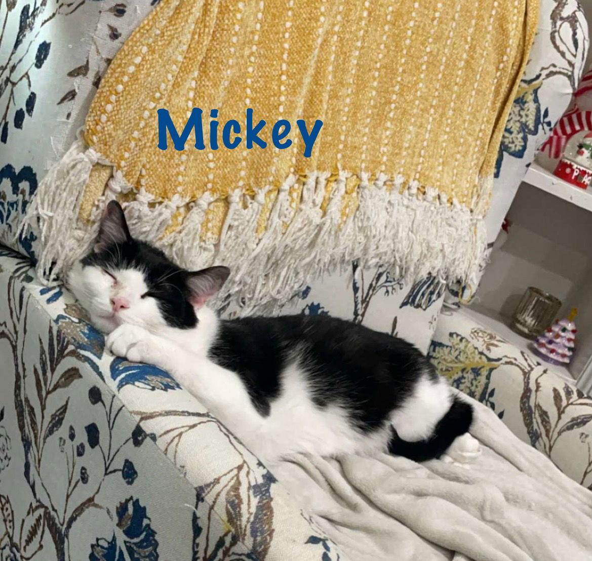 Enlarge Matthew w/Mickey, Willow Grove (FCID 11/10/22-3), a Adoptable Domestic Short Hair in Willow Grove, PA image 3/3
