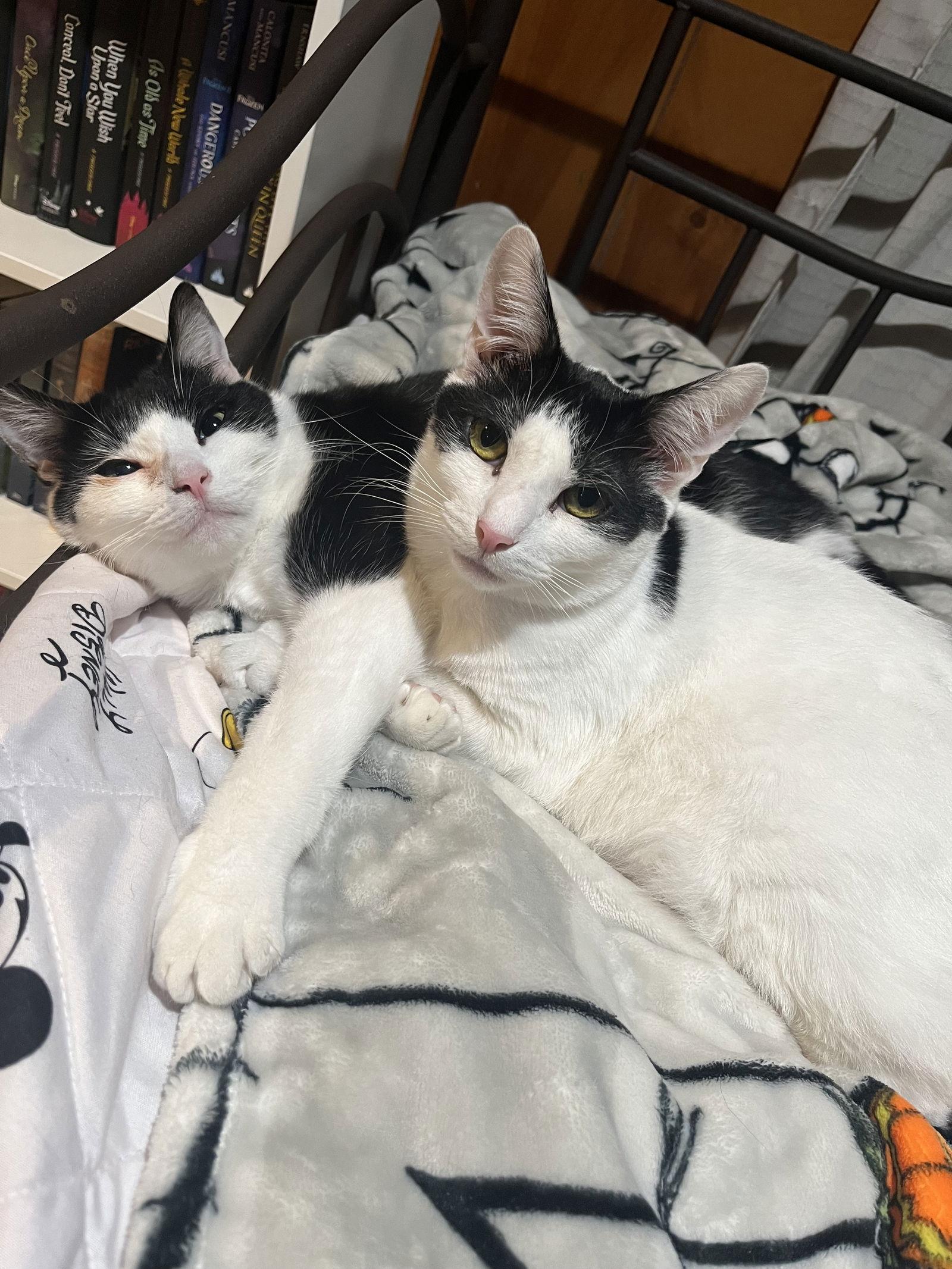 Enlarge Matthew w/Mickey, Willow Grove (FCID 11/10/22-3), a Adoptable Domestic Short Hair in Willow Grove, PA image 2/3