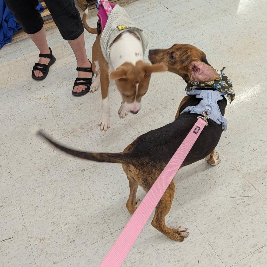 Wilma, Adoptable, Puppy Female Hound & Mixed Breed.