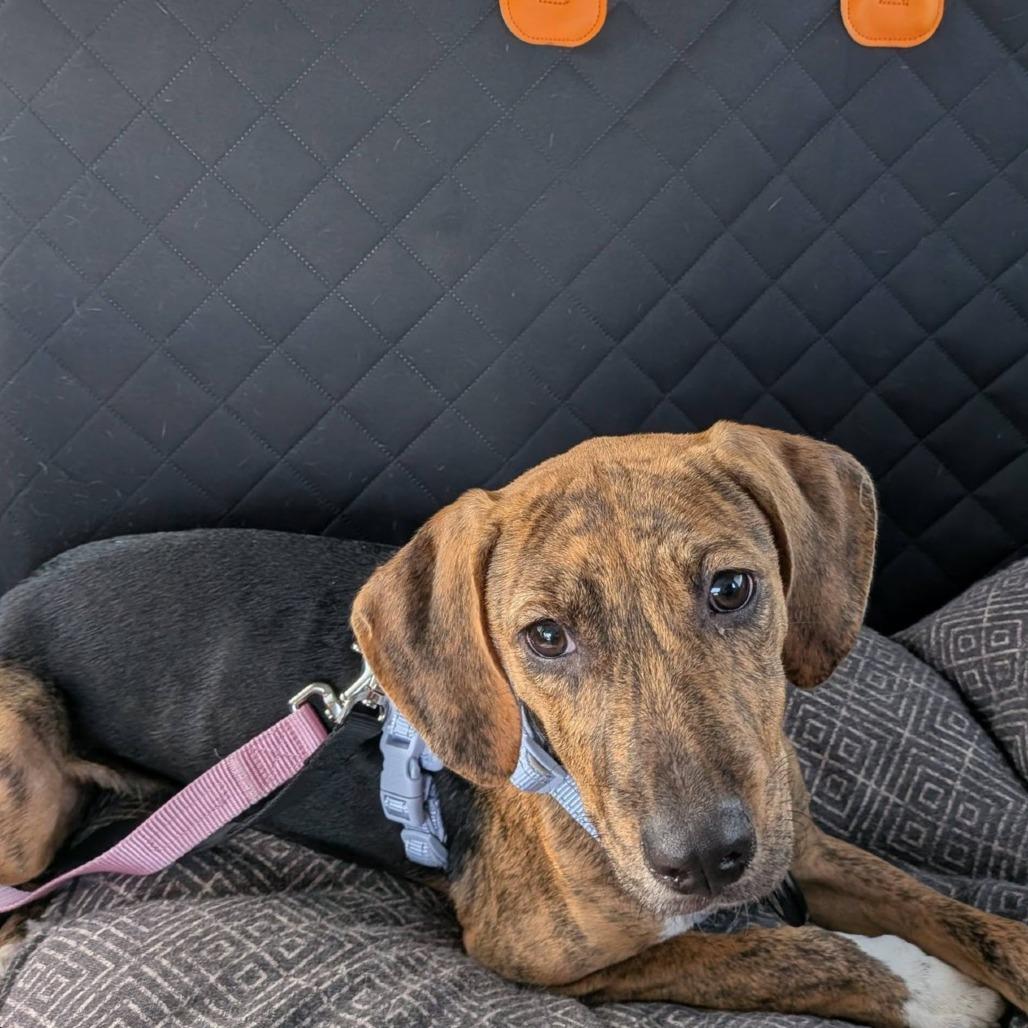 Enlarge Wilma, a Adoptable mixed breed in Binghamton, NY image 2/4