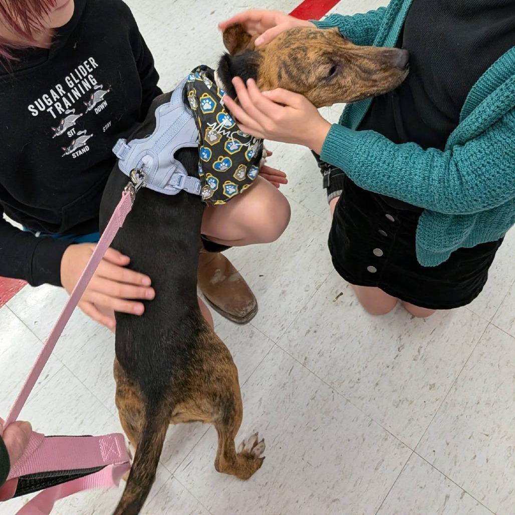 Enlarge Wilma, a Adoptable mixed breed in Binghamton, NY image 3/4