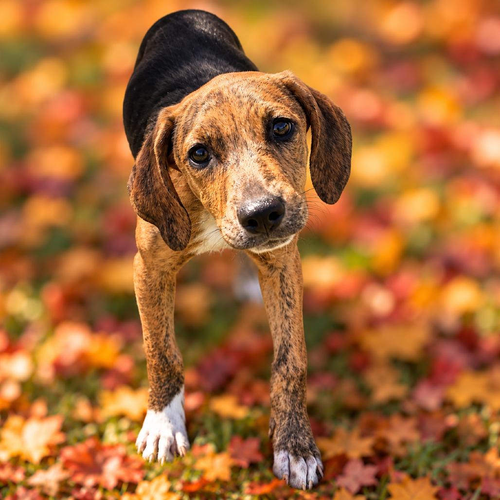 Enlarge Wilma, a Adoptable mixed breed in Binghamton, NY image 4/4