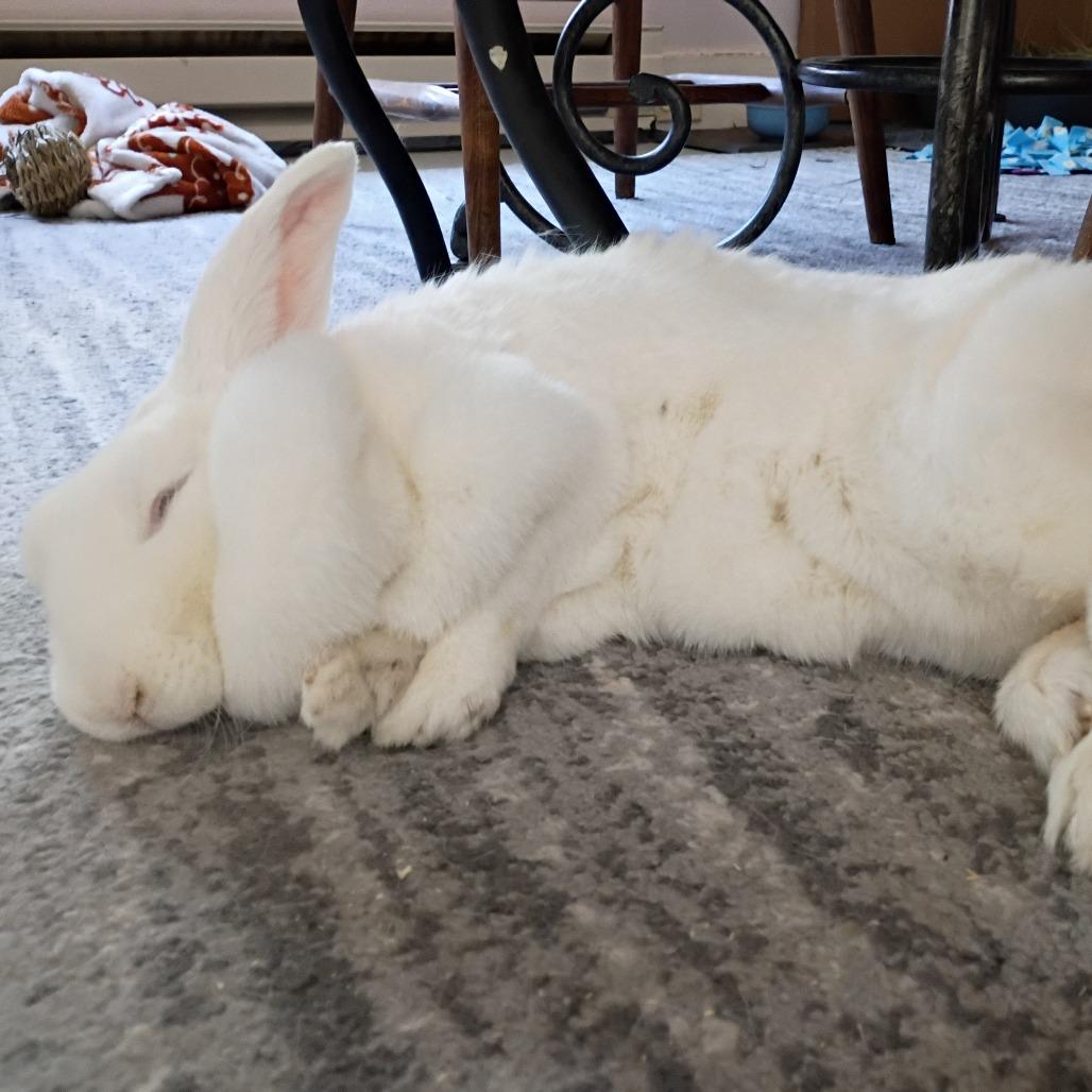 Enlarge Daisy Belle, a Adoptable Bunny Rabbit in Portland, OR image 2/4