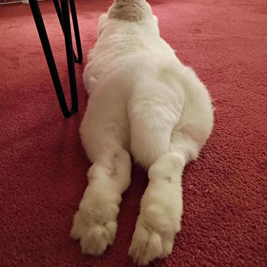 Enlarge Daisy Belle, a Adoptable Bunny Rabbit in Portland, OR image 3/4