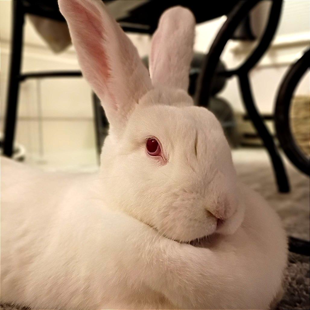 Enlarge Daisy Belle, a Adoptable Bunny Rabbit in Portland, OR image 4/4